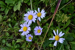 Aster hispidus