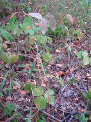 Lathyrus pisiformis