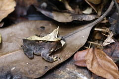 Proceratophrys renalis