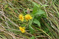Inula japonica