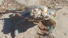 Chelonibia testudinaria