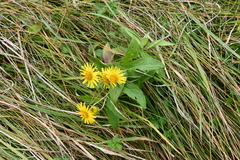 Inula japonica
