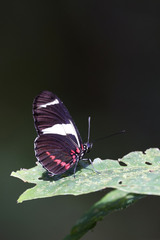 Heliconius sara