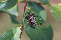 Oechalia schellenbergii