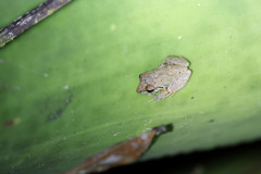 Pristimantis ramagii