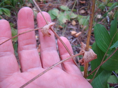 Lathyrus pisiformis