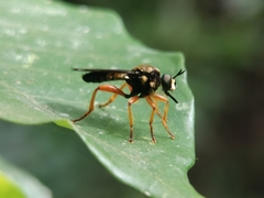 Laphriini