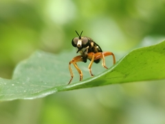 Laphriini