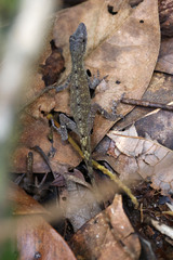 Anolis ortonii