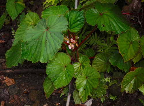 Begonia pseudolateralis