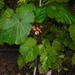 Begonia rieckei - Photo (c) desertnaturalist, some rights reserved (CC BY), uploaded by desertnaturalist