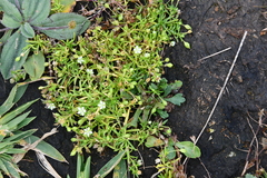 Sagina japonica
