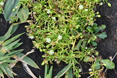 Sagina japonica
