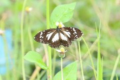 Danaus affinis