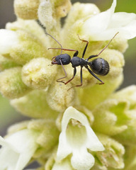 Camponotus feae