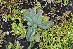 Plantago camtschatica