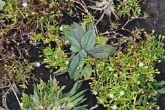 Plantago camtschatica