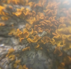 Xanthomendoza