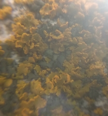 Xanthomendoza