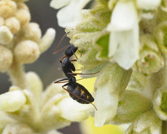 Camponotus feae