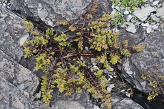 Artemisia littoricola