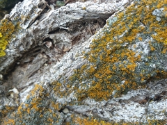 Xanthomendoza