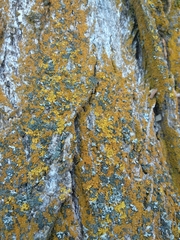 Xanthomendoza