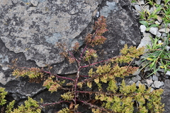 Artemisia littoricola