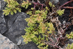 Artemisia littoricola