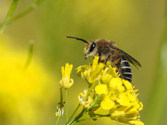 Colletes dimidiatus