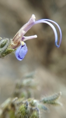 Salvia granatensis