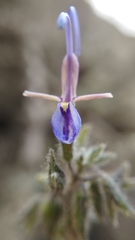 Salvia granatensis