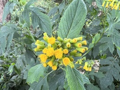 Crassocephalum crepidioides
