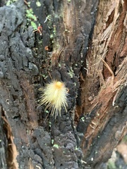 Iropoca rotundata