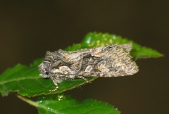 Dichonia convergens