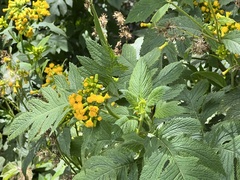 Crassocephalum crepidioides