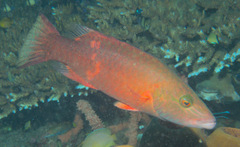 Oxycheilinus digramma