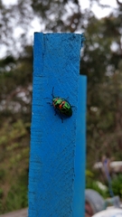 Scutiphora pedicellata