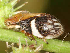 Bathyllus albicinctus