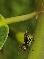 Dolichoderus bispinosus