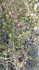 Buxus balearica