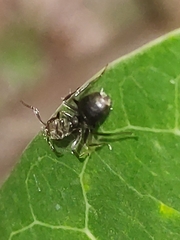 Dolichoderus bispinosus