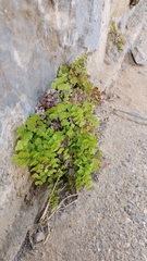 Adiantum capillus-veneris
