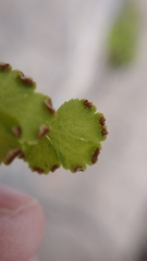 Adiantum capillus-veneris