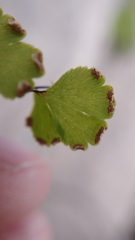 Adiantum capillus-veneris
