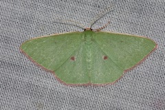 Chlorocoma cadmaria
