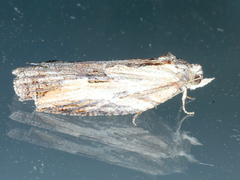 Cryptoptila immersana
