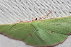 Chlorocoma cadmaria