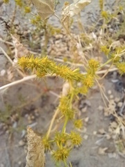Horaninovia ulicina