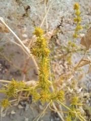 Horaninovia ulicina